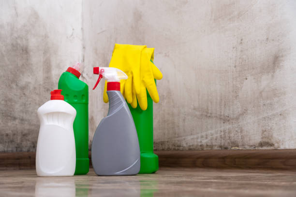 Mold Odor Removal Services